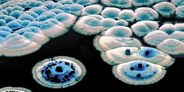 Time-lapse Microscopy Reveals More About the Microbial Life Cycle