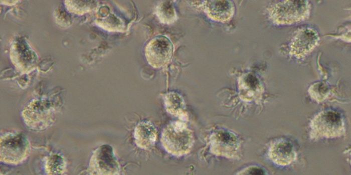 Finding The "Sweet Spot" of the Immune System