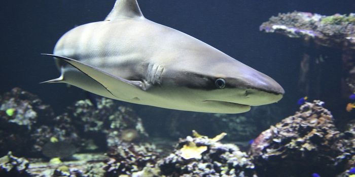 New Laws Governing 'Shark Finning' Could Threaten Conservation Efforts, Marine Scientists Say