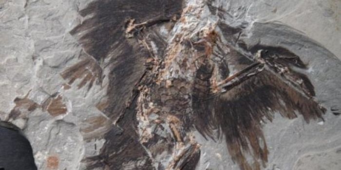 Scientists Find Traces of Color in This 130 Million-Year-Old Fossil