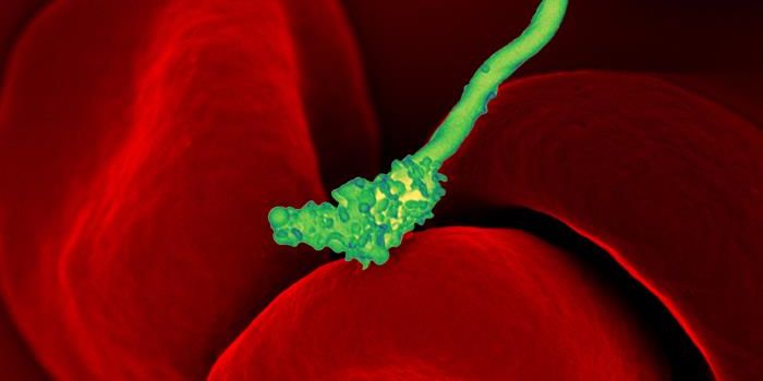 A New Understanding of How Pathogens Attack Human Cells