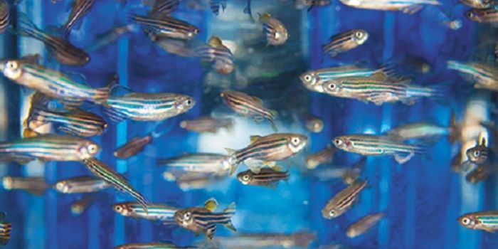 Epigenome Choreographs Embryo's Development