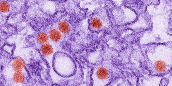 Immunity to Dengue Fever Provides Protection from Zika Virus