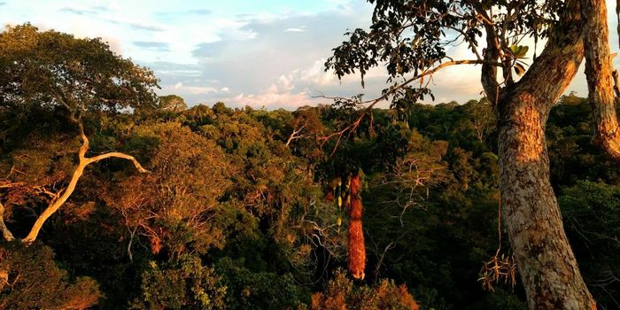 Predicting Future Drought Impact on the Amazon Rainforest