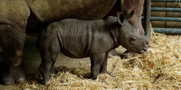 Meet Singapore Zoo's Newest White Rhino Calf: Oban