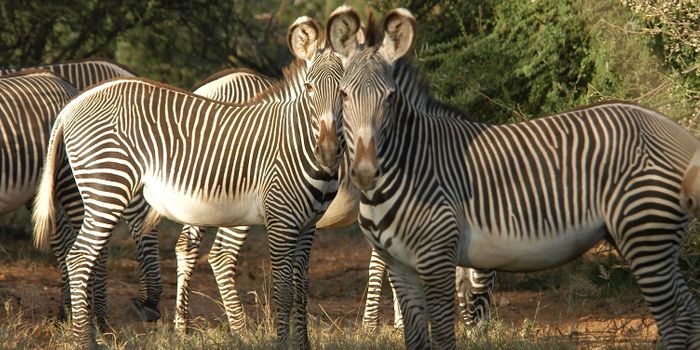 Climate change and wildlife loss don't bode well for the fight against ticks