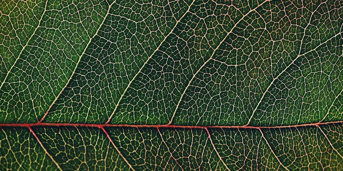 Photosynthesis Further Explained Using Quantum Chemical Calculations