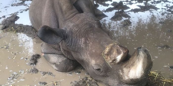 The World's Last Male Northern White Rhino is Recovering From an Infection