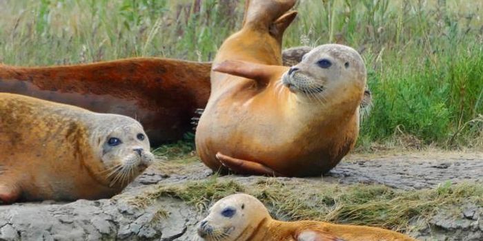Here's Why These Essex-Based Seals Are Orange