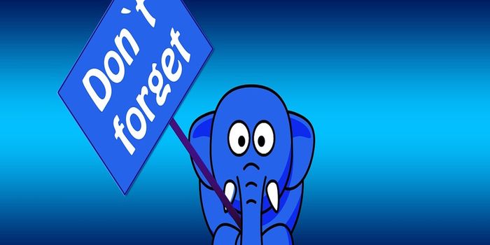 Memory Recall Linked to Circadian Rhythm