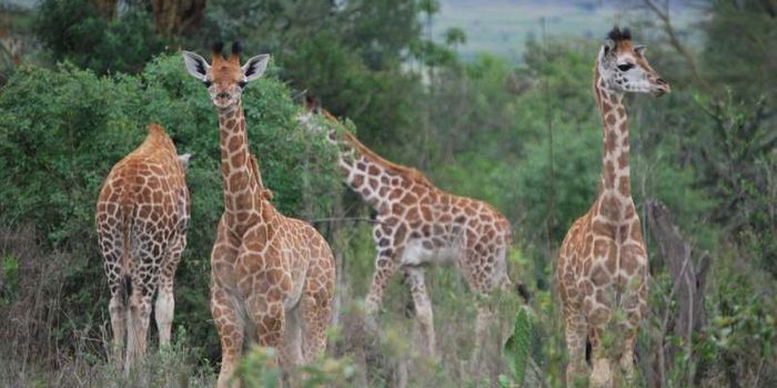 No Discernible Correlation Between Giraffe Group Size and Predation Risk, Study Finds