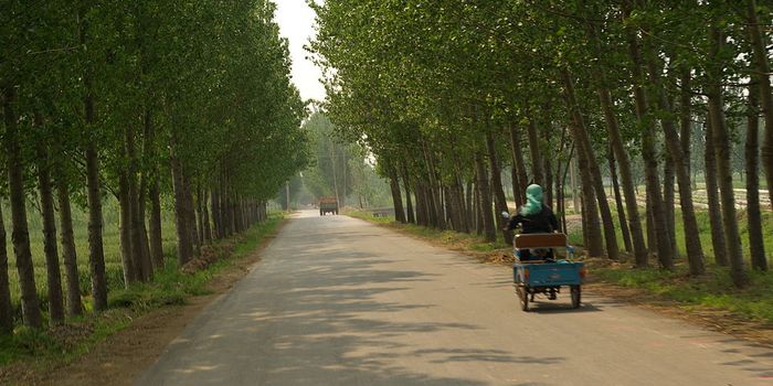 The Numbers Matter in China's Agriculture System