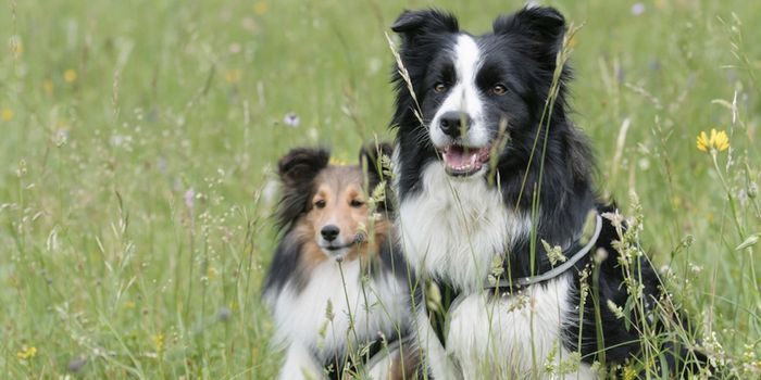 Some Exceptional Dogs Can Quickly Learn New Words