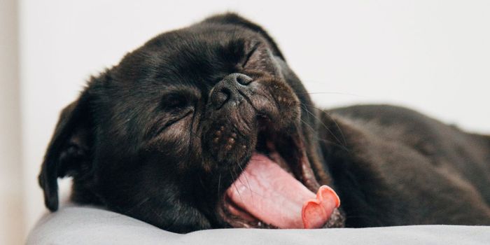 Is Good Sleep Necessary for a Healthy Heart?