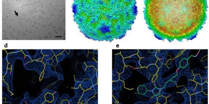 Eradicating Polio with a Plant-Based Vaccine
