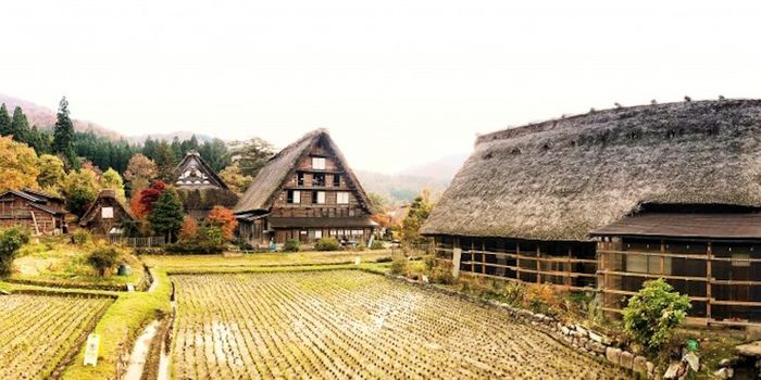 Kids Exposed to Farm Microbes Have a Lower Chance of Developing Asthma
