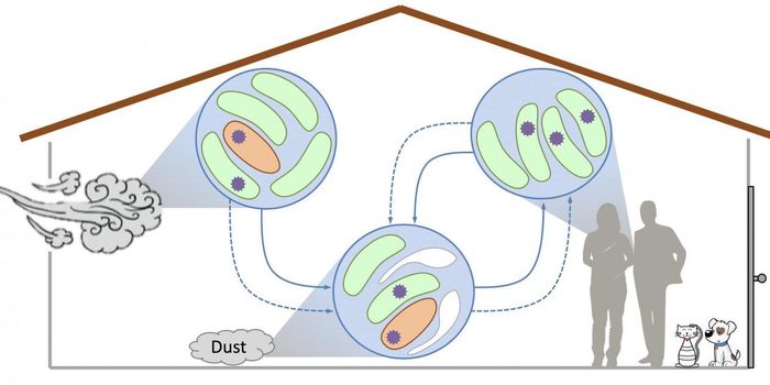 Microbes in Household Dust May Be Spreading Antibiotic Resistance