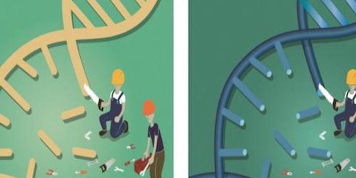 Structure of Critical DNA Repair Protein Revealed