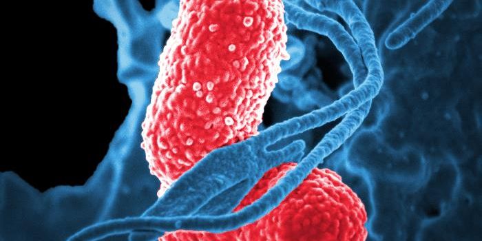 A Totally New Class of Antibiotics is Being Developed