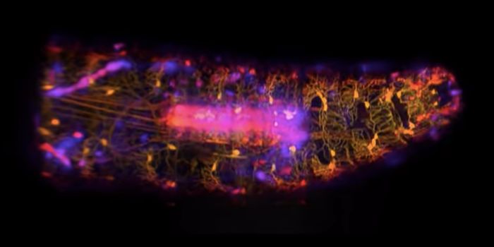 Cutting-edge Microscopy Captures Amazing Images of Fly Neurons
