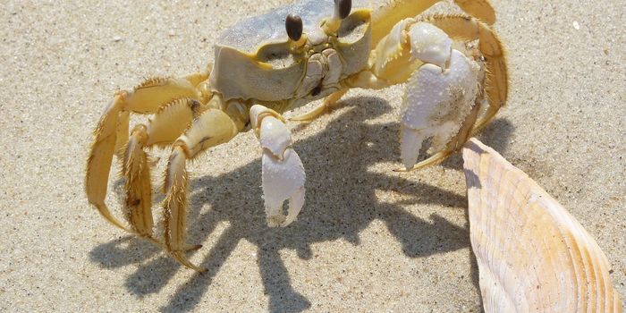 Crab Shells Utilized to Make Biodegradable Electrolyte for Sustainable Batteries