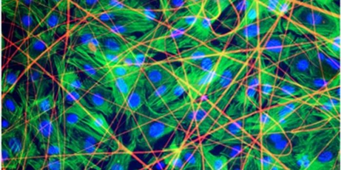 Researchers Grow Cardiac Tissue on 'Spider Silk' Substrate