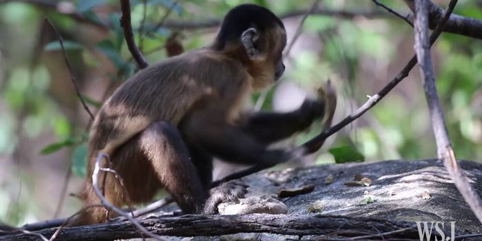 Capuchin Monkeys Have Used Stone Tools for at Least 700 Years