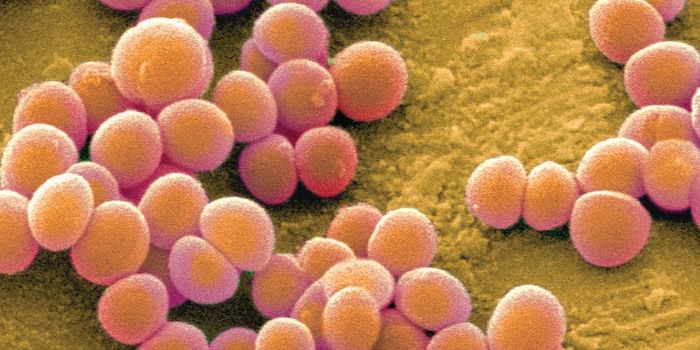 Staph curbs virulence to enter bloodstream