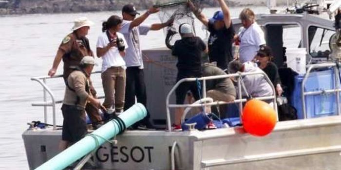 Distressed Orca Refuses to Eat Despite Conservationists' Attempts to Help