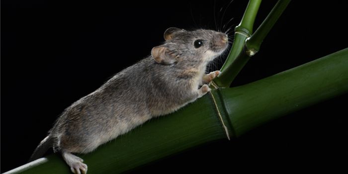 Making Genetic Engineering at the Chromosome Level Possible