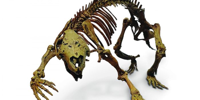 A Beast Crazy Enough to Live with Dinosaurs