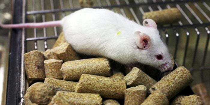 Lights and Sound Trigger Gambling in Lab Animals