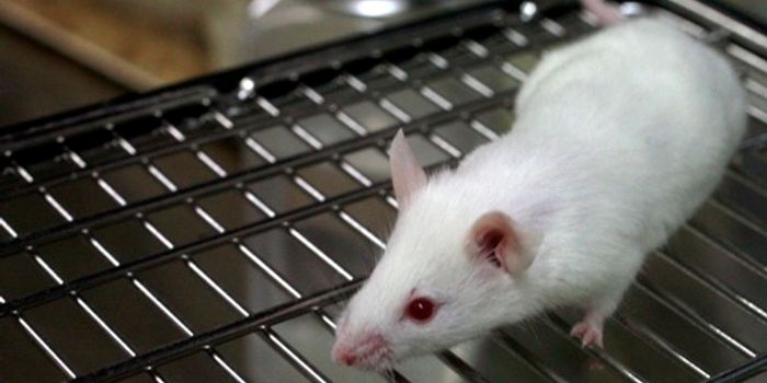 New Genetic Cause of Autism Identified