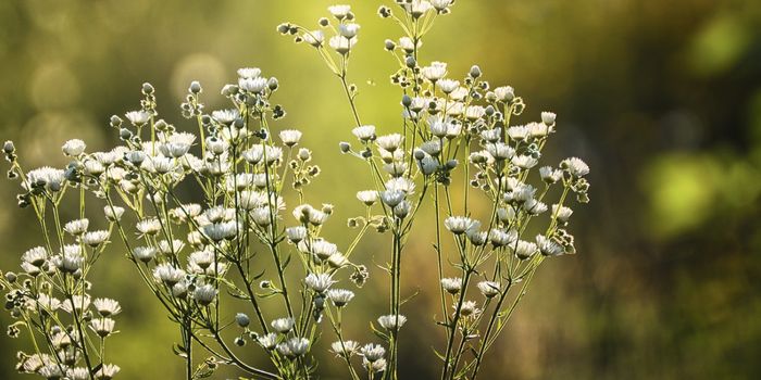 Finding the Cause of Severe Asthma