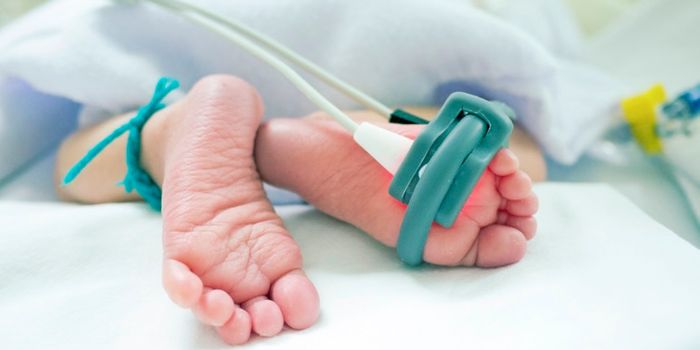 Gut bacteria of preemies raise concerns about antibiotics