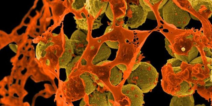 Phase 2 Trial Shows Good Bacteria Can Stamp Out Bad Bacteria