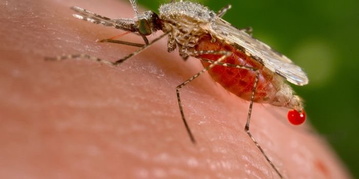 Controlling the Male Mosquito Population to Prevent Malaria