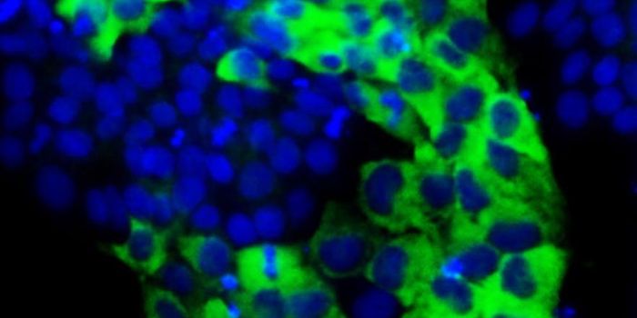 Interpreting Mixed Signals to Stem Cells