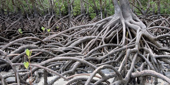Can we learn from the destruction of Myanmar's mangroves?
