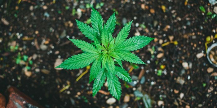 1 in 3 Teens Face Delays for Cannabis Treatment