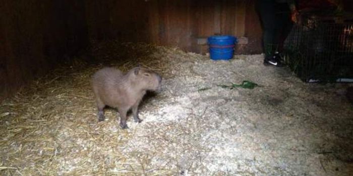 Two Capybaras Escape Toronto Zoo, One Captured and One Still At Large