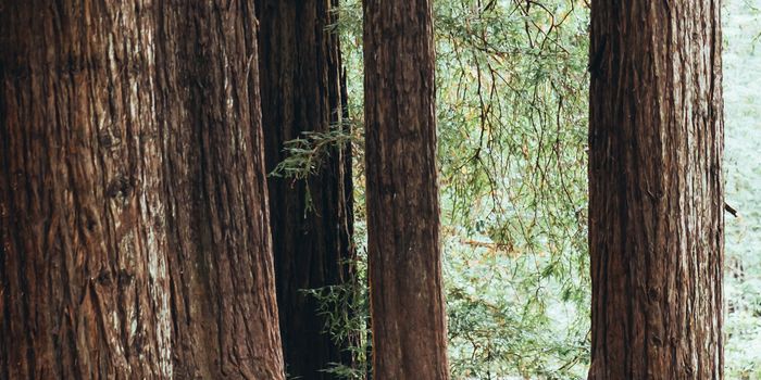 A giant step in treating growth disorders in children.