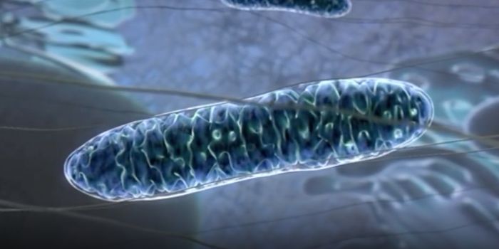 If Quality Control in the Mitochondria Fails, it Triggers a Stress Response