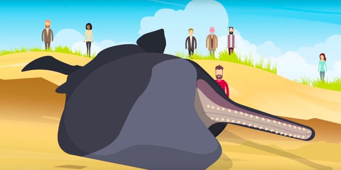 Here Are a Few Good Reasons to Avoid Whale Carcasses