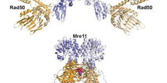 Cancer-Fighting Cells Transform to Repair DNA