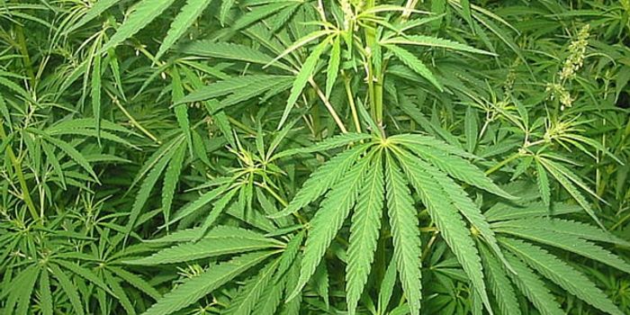 Pot And The Teenage Brain