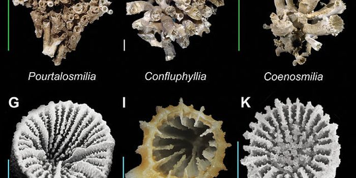 The North Pacific deep sea is hiding more than we know