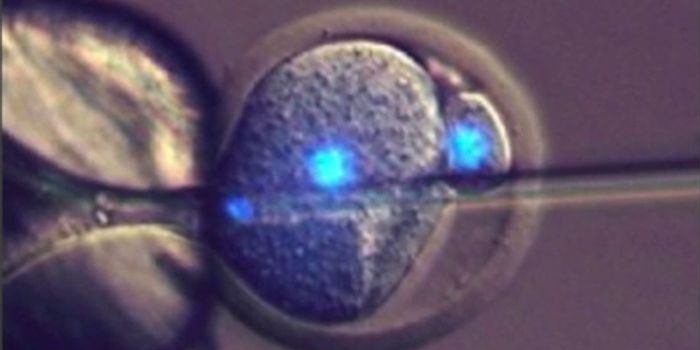 Mice Created with Haploid Cells Suggest Mothers Aren't Necessary