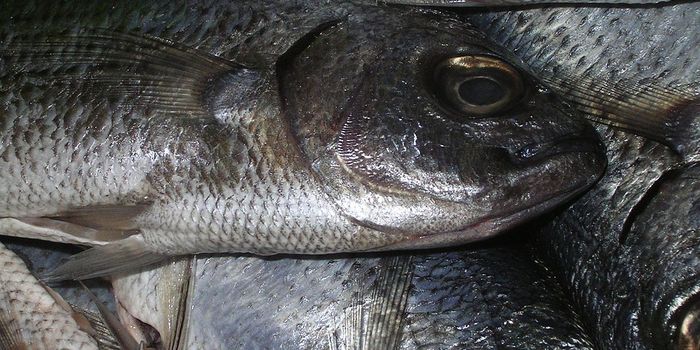 Is it possible to use fish guts to make plastic?