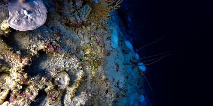 Deep Coral Reefs Face Unprecedented Bleaching in the Indian Ocean